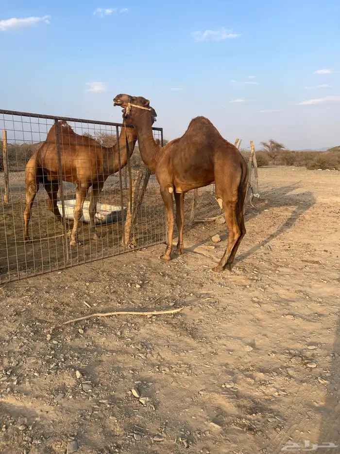 قعود جذع حمر ادهم 3