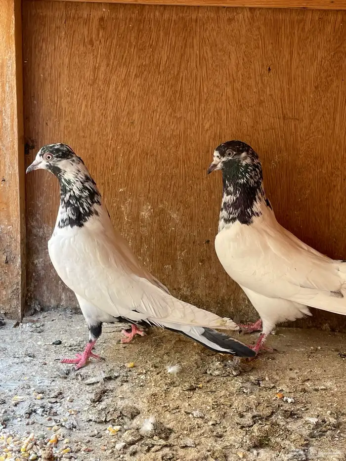 جوز بكستاني تيدي 0