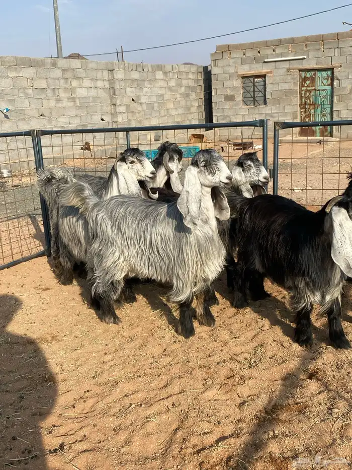 معزا عوارض بفحلها صنف تم البيع تم البيع 6