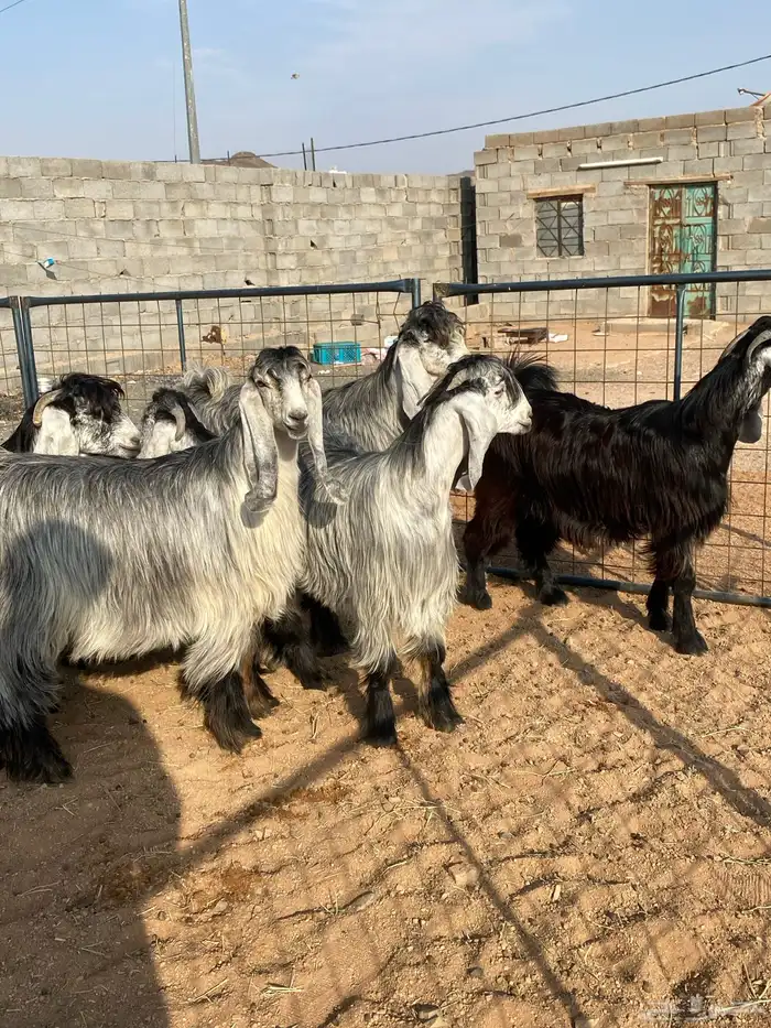 معزا عوارض بفحلها صنف تم البيع تم البيع 23