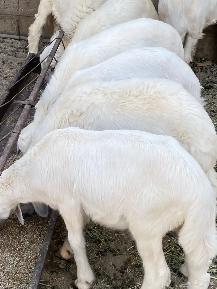 اربعه بهم ثنين من الطليان وثنين من الرخال للبيع سمان 10