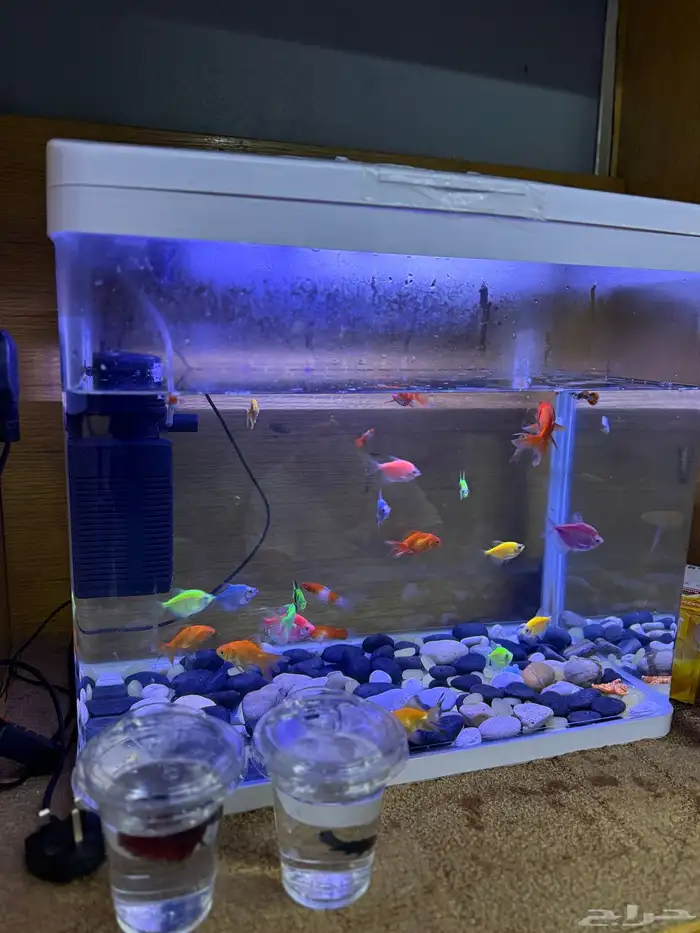 حوض سمك مع سمك 1