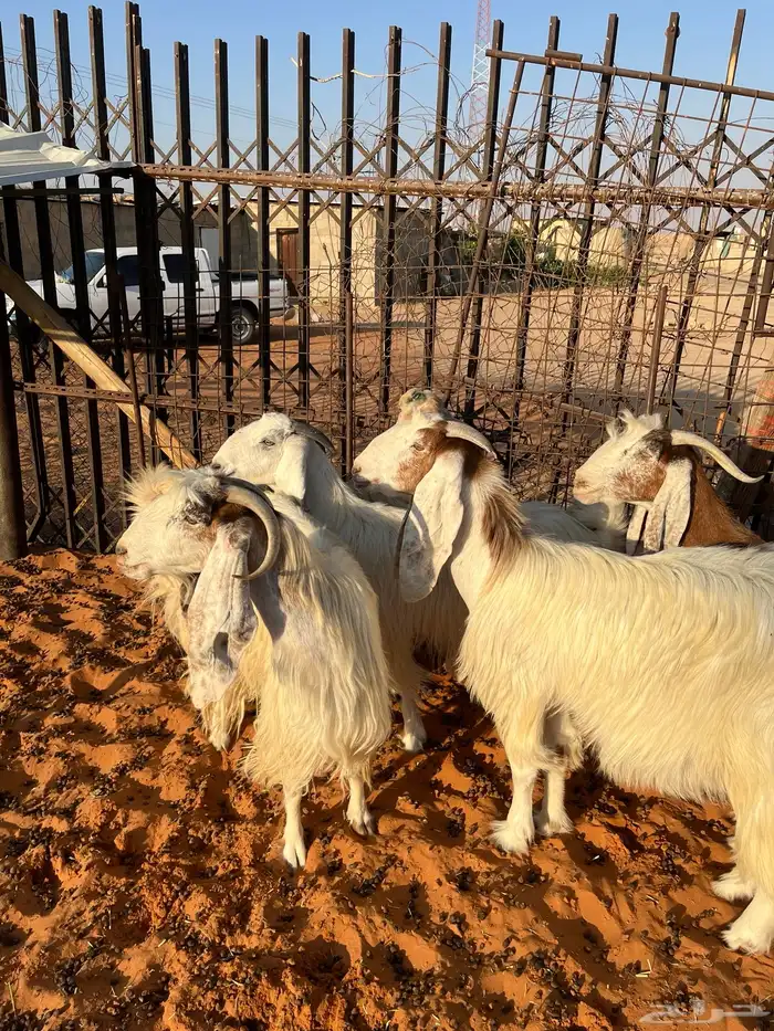 معزا بيض مشاريك مصريه جروم فاخره طيبه دفيع مضاريع سونار 0