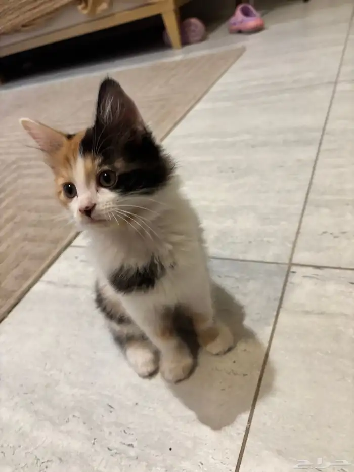 قطط للتبني الأم أمريكي وصغارها 3 عمرهم شهرين 3