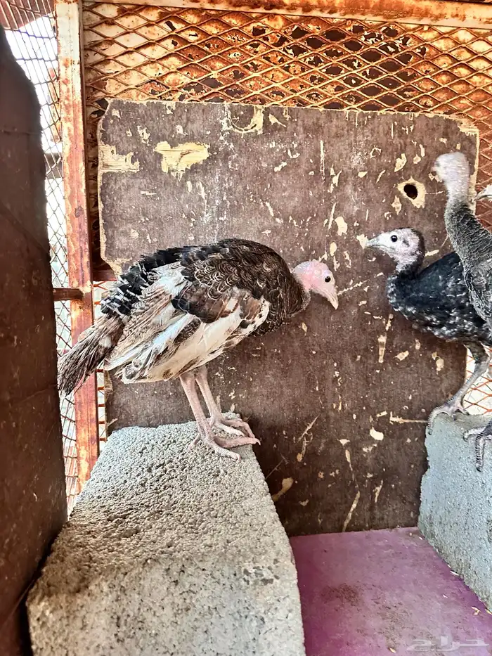 رومي للبيع صوص 5