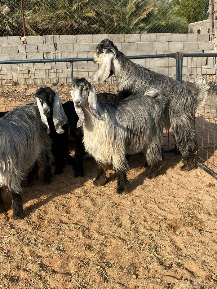 معزا عوارض بفحلها صنف تم البيع تم البيع 3