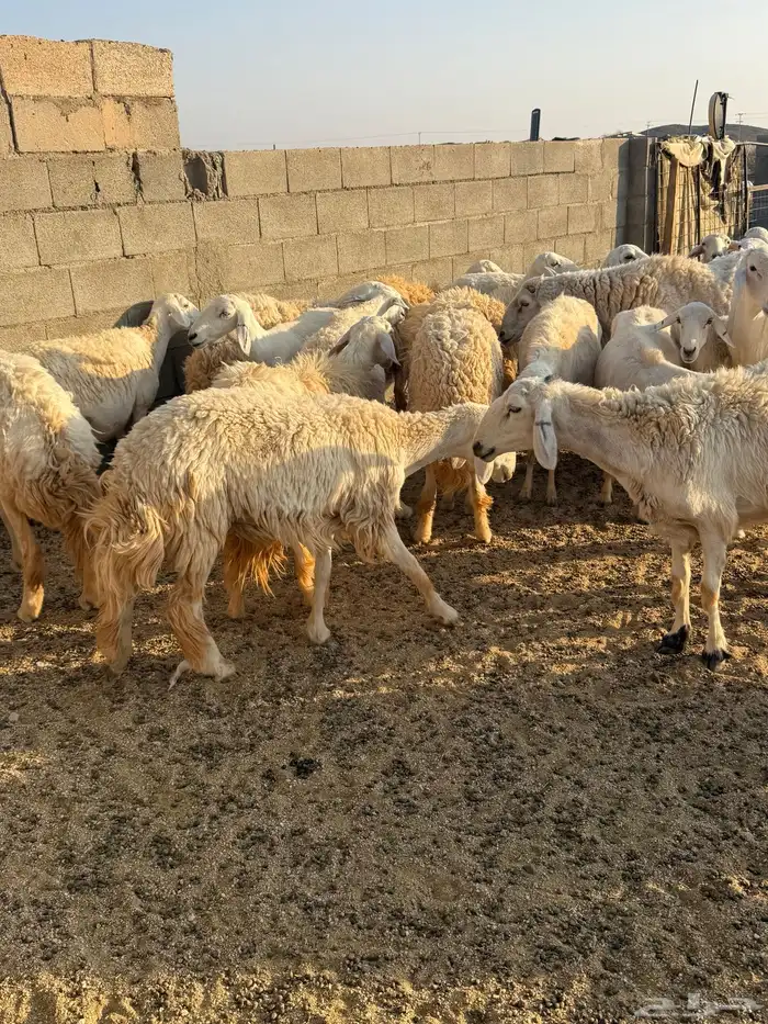 حريات حرش فاخره 12