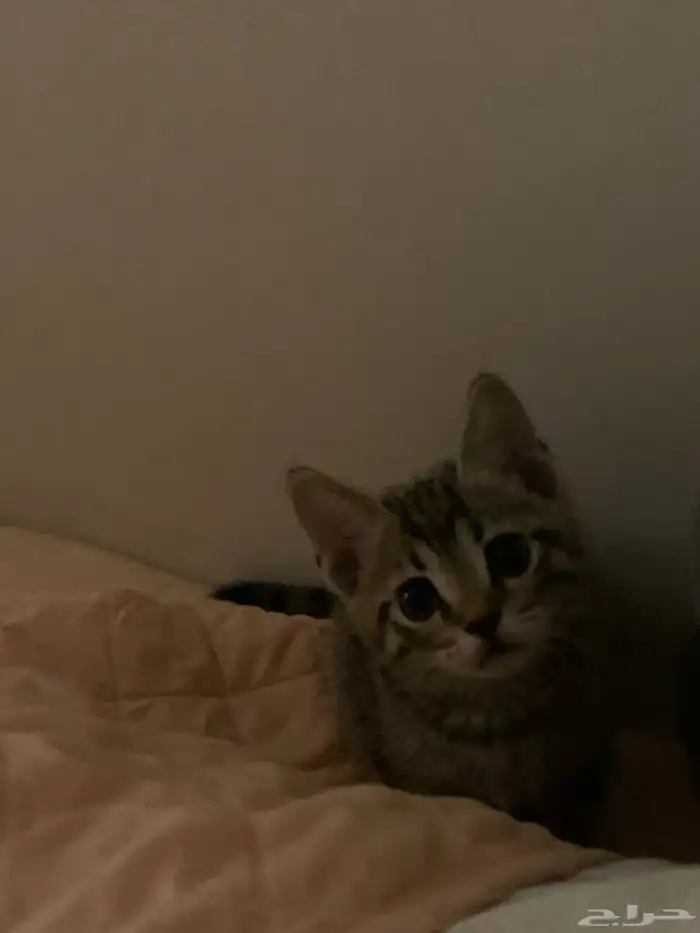 قط صغير للبيع السعر قابل للتفاوض شامل اغراضه 0