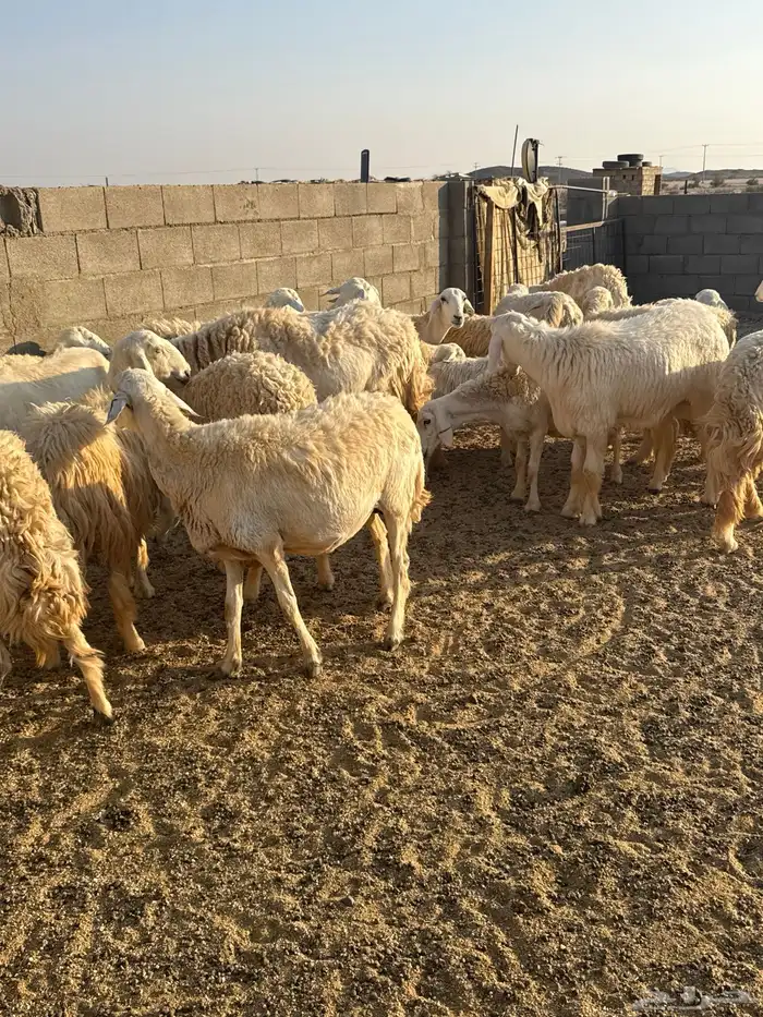 حريات حرش فاخره 15