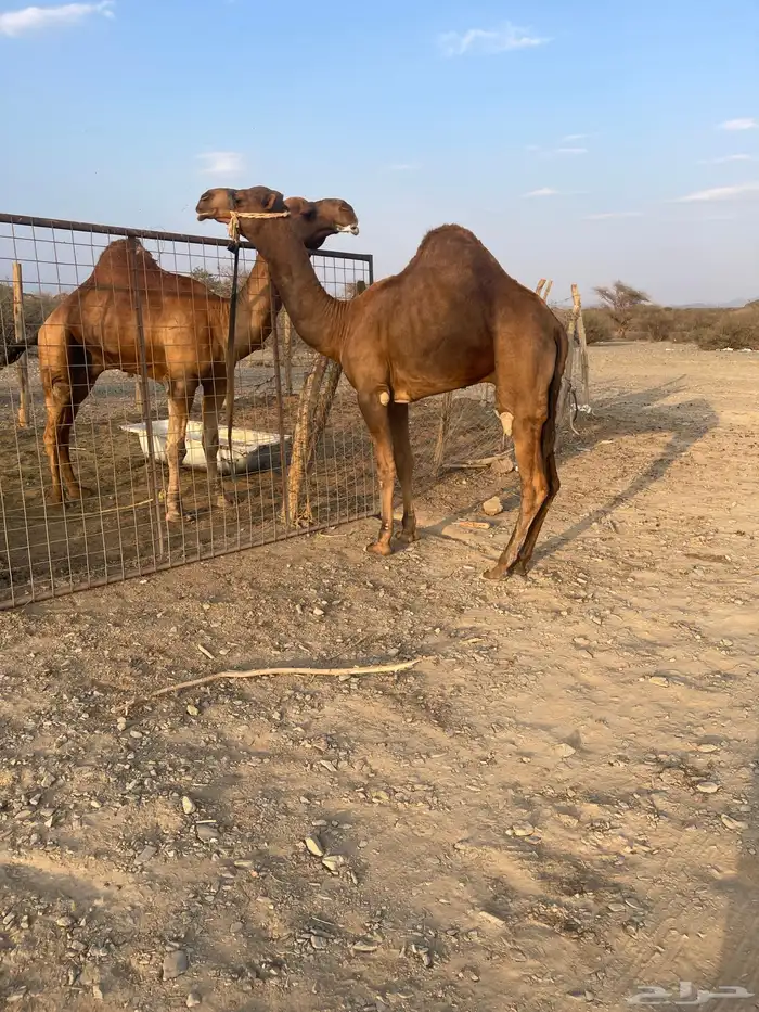 قعود جذع حمر ادهم 0