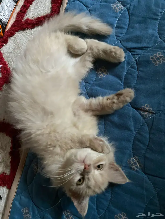 قطه أنثى شيرازي 0