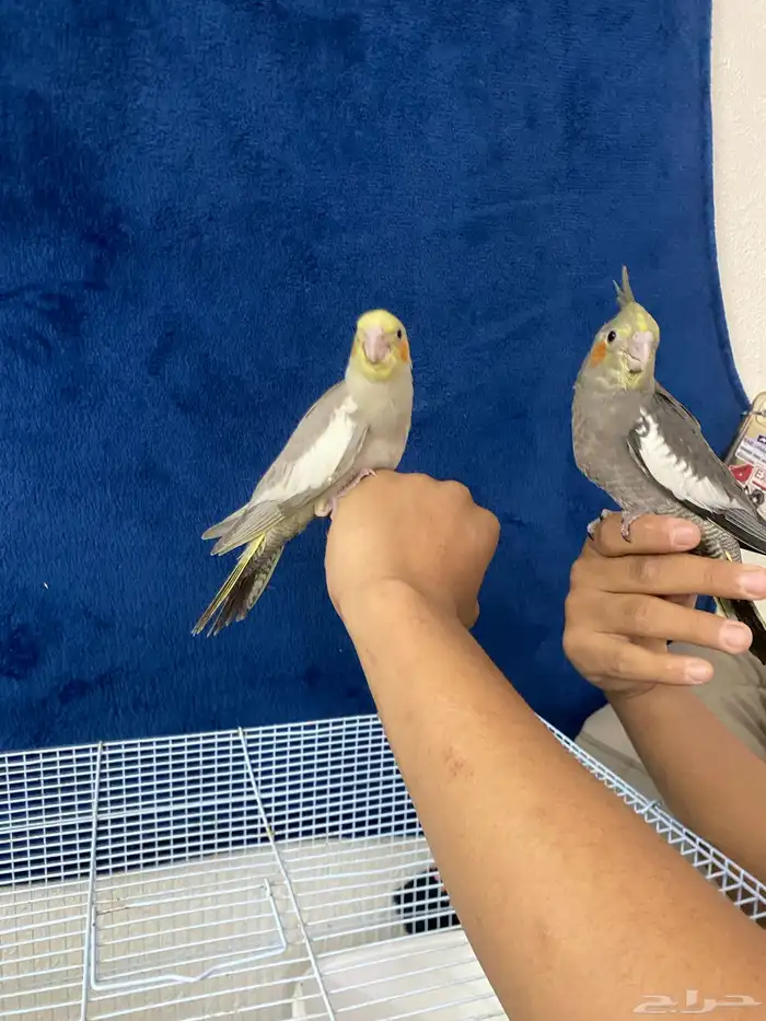 سلام عليكم ورحمة الله وبركا اعرض لكم طيور كروان 12