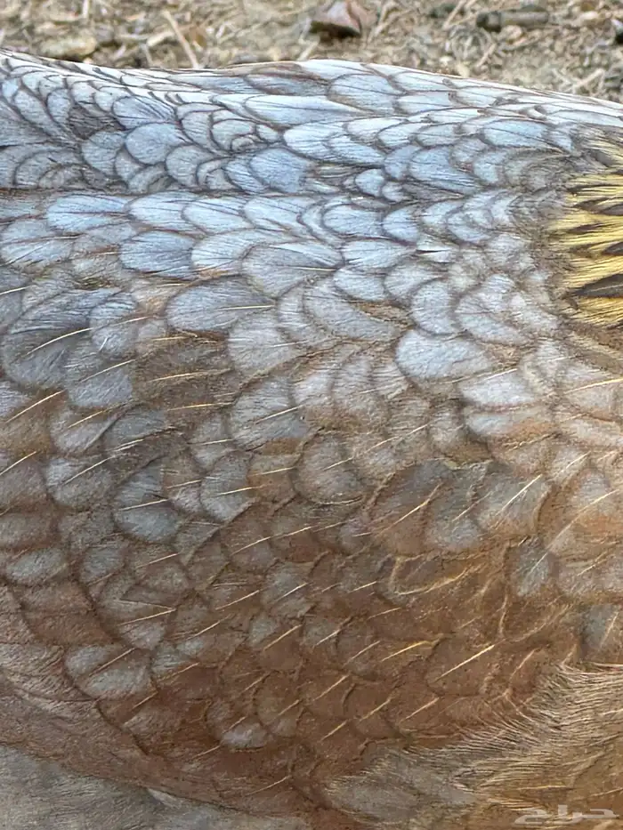 ثلاثة أزواج مهجن مع براهما فاخر من الآخر 10