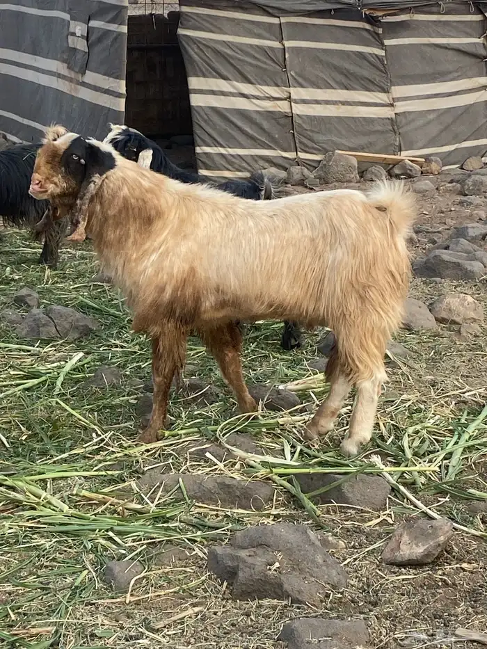 تيس سوري شرط القريع سن سدس تيس طييب بلحيل طيب 0