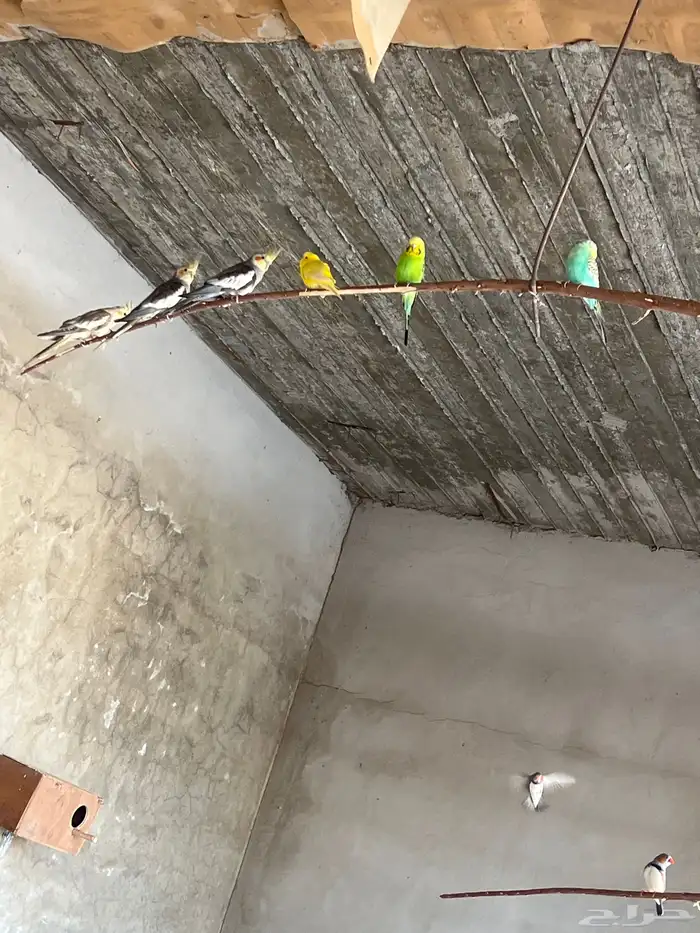 مطير للبيع كروان وبادجي وزبرا 2