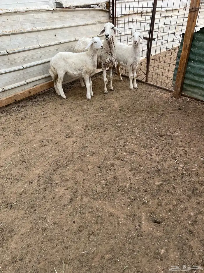 حريه متاومه متاومه 2