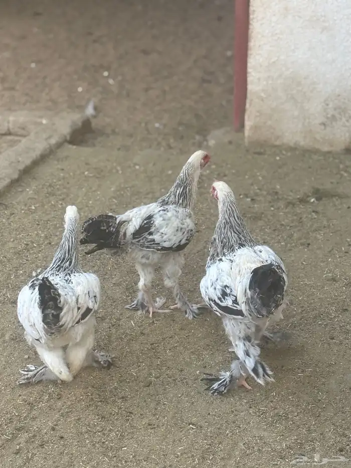 دجاج براهما 0