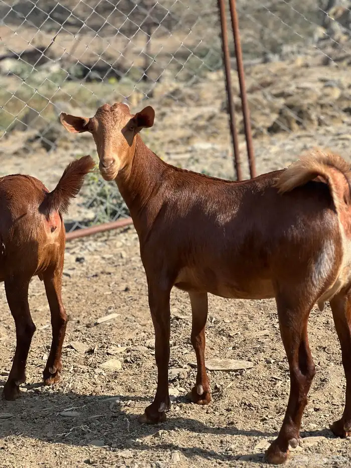 تأسيس مراح فاخر دهم 2