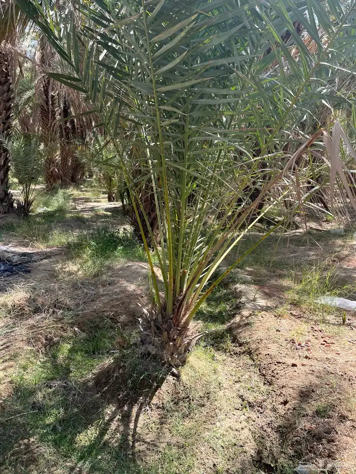 توريد وقلع نخل صفري برني شكل وادي ترج 9