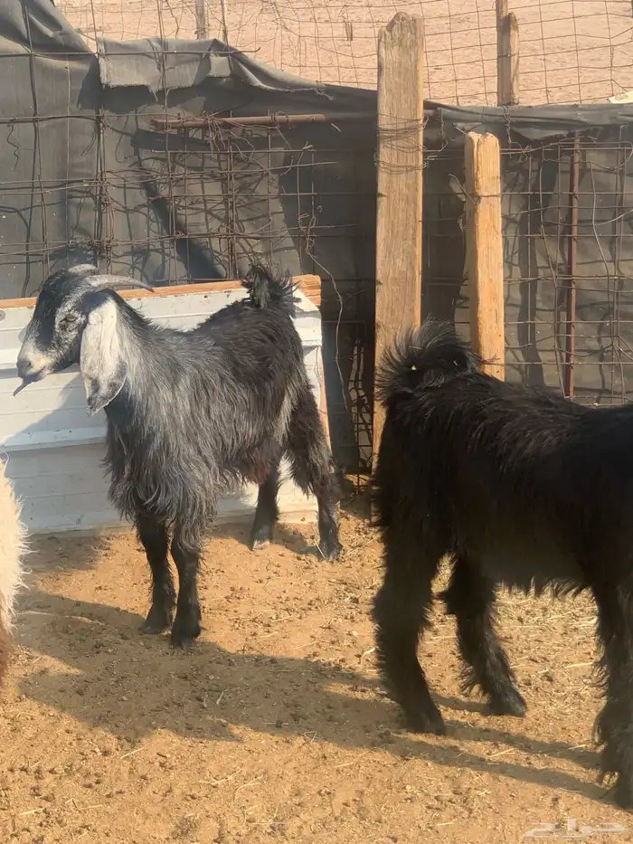 تيوس للبيع 2 وخروف 1الموقع قريب من السوق الجنوبي 3