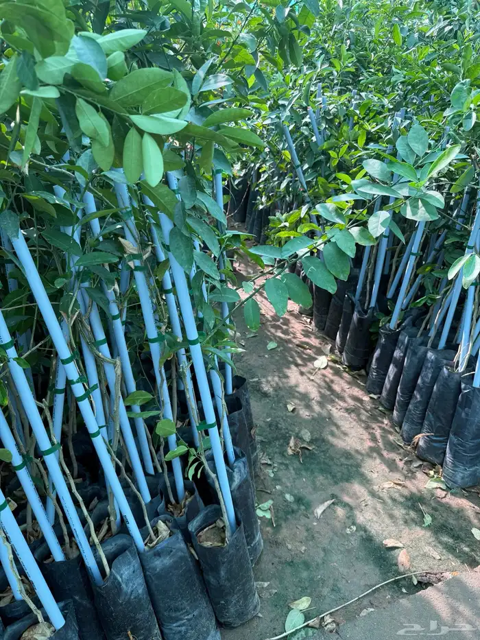 حمضيات وتين 7