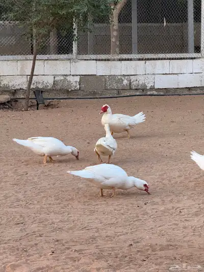 بط مسكوفي لون مميز index