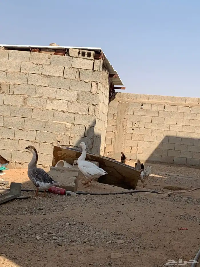 للبيع وز عراقي جرم 1