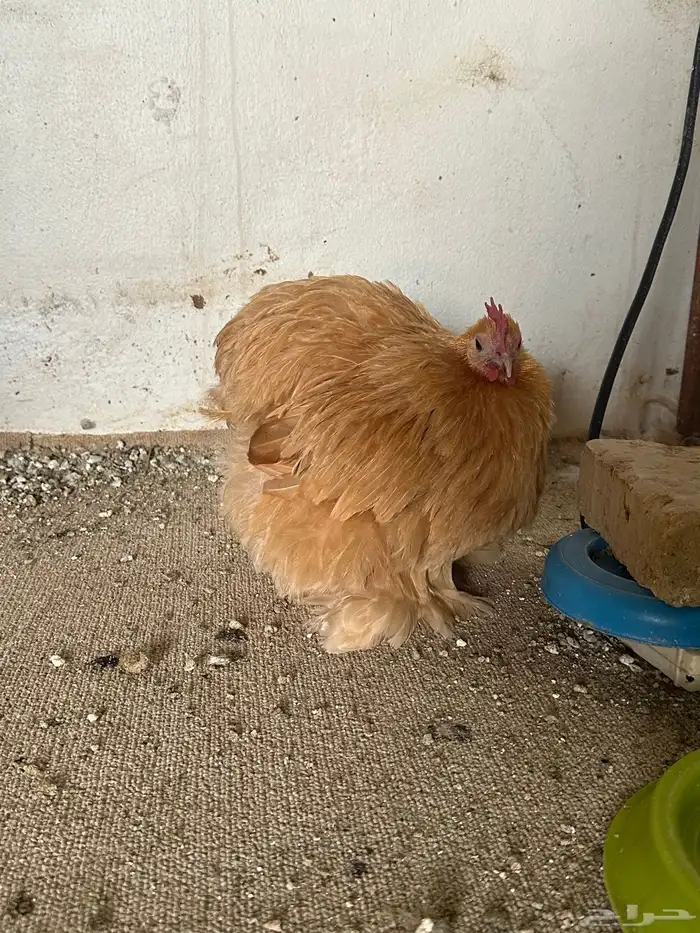 دجاج قولد كوشن فواخر 2