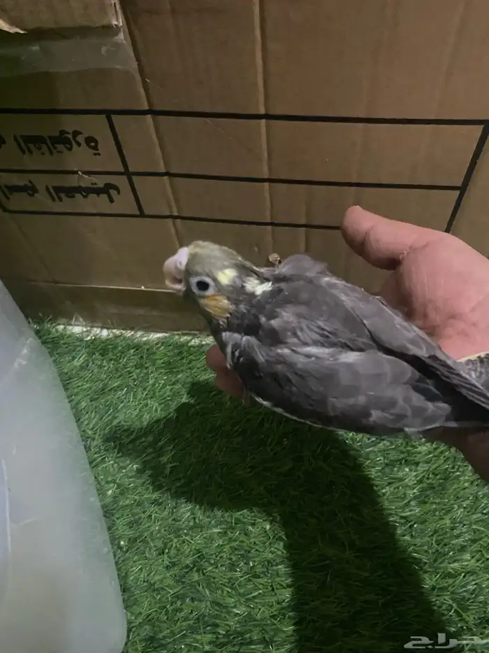 فروخ كروان غر 5