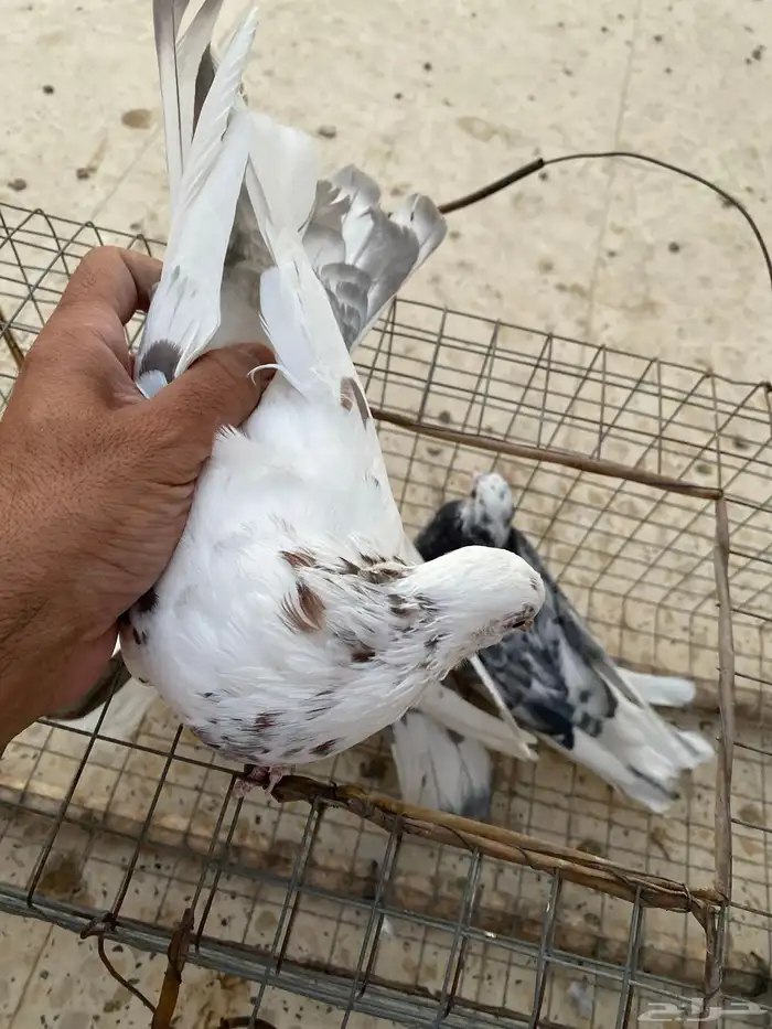 طيور للبيع 0