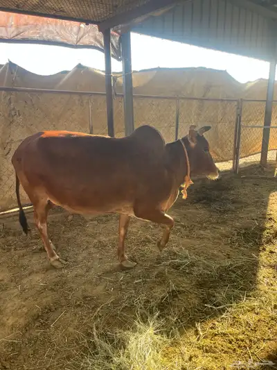 بقرة بلديه index