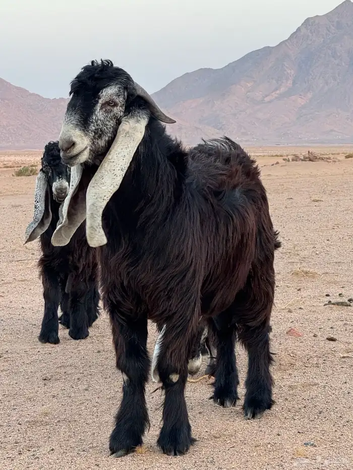 تيوس عوارض _مشاريع فحول 9