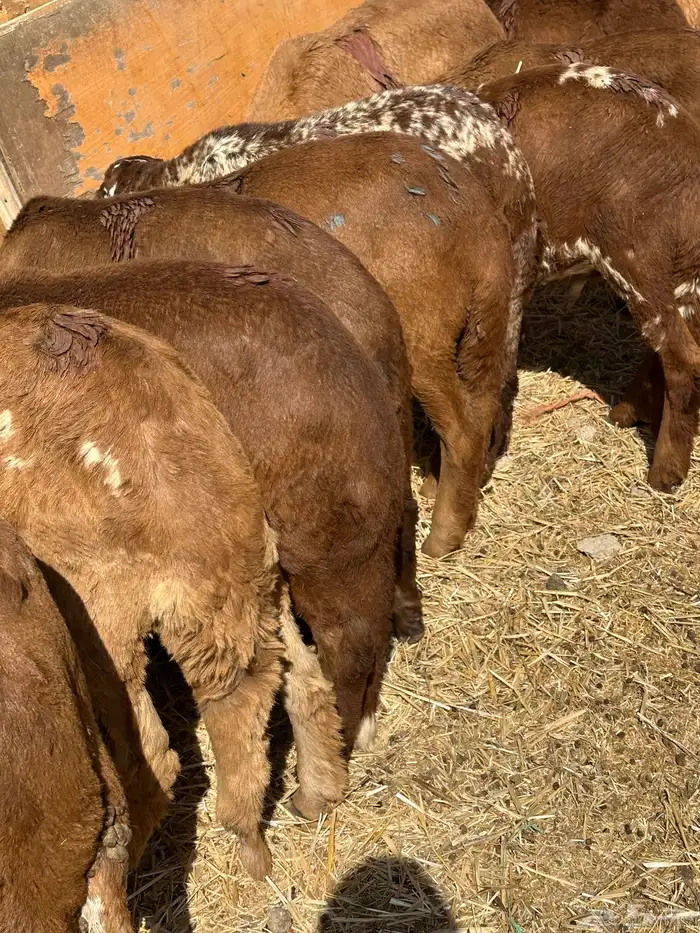 سواكن مرابي عمر 4 شهور 15