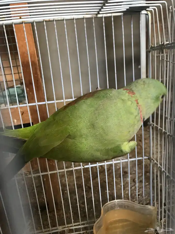 دره نيبالي 0