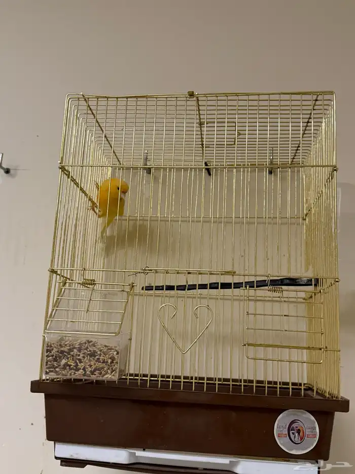 ذكر كناري مغرد 0