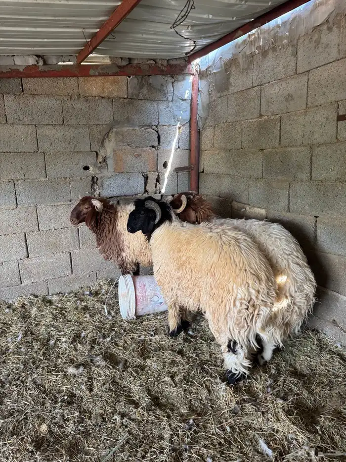 خرفان جذعان ذبايح 0