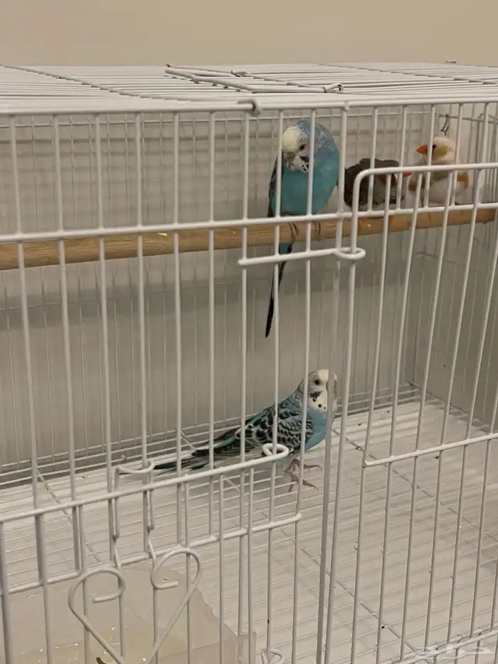 طيور الحب  طيور زيبرا 2