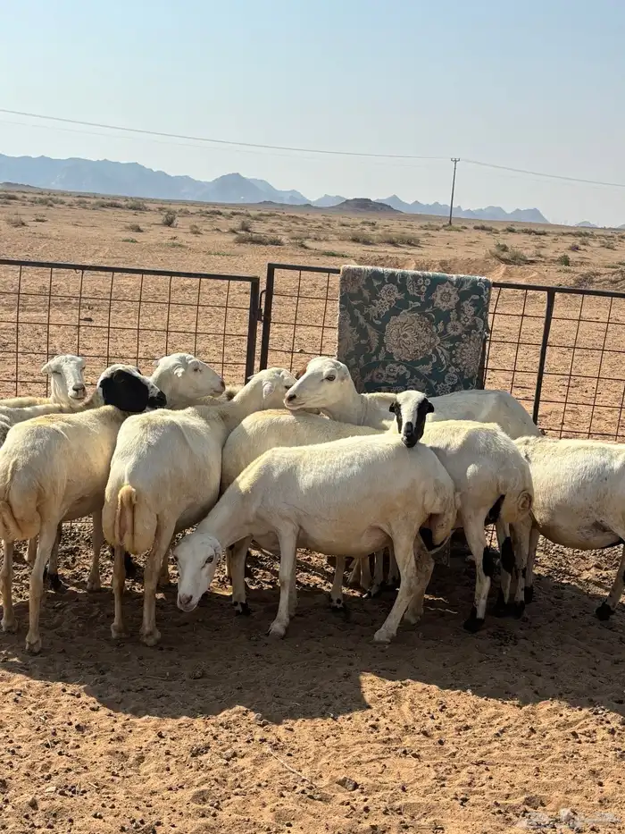 رفيديات 14 وحريه 5