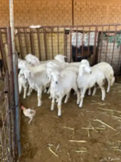 غنم حريه للبيع منوة القناي index