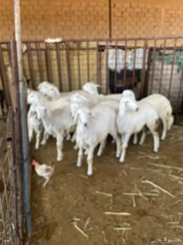 غنم حريه للبيع منوة القناي 2