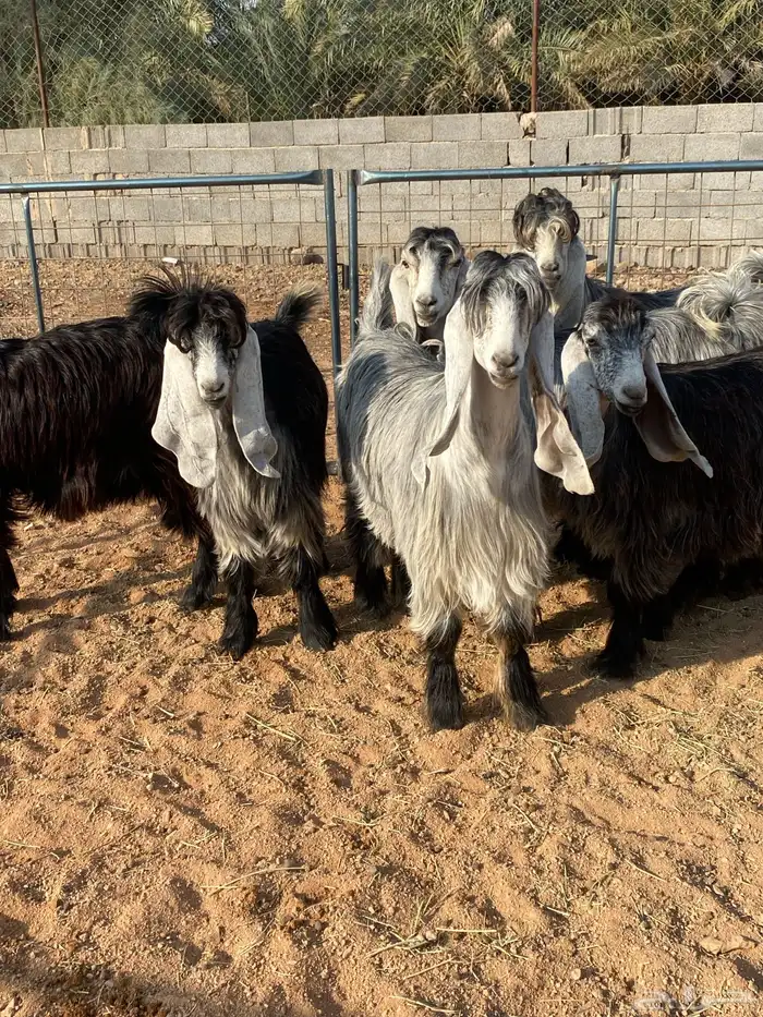 معزا عوارض بفحلها صنف تم البيع تم البيع 11