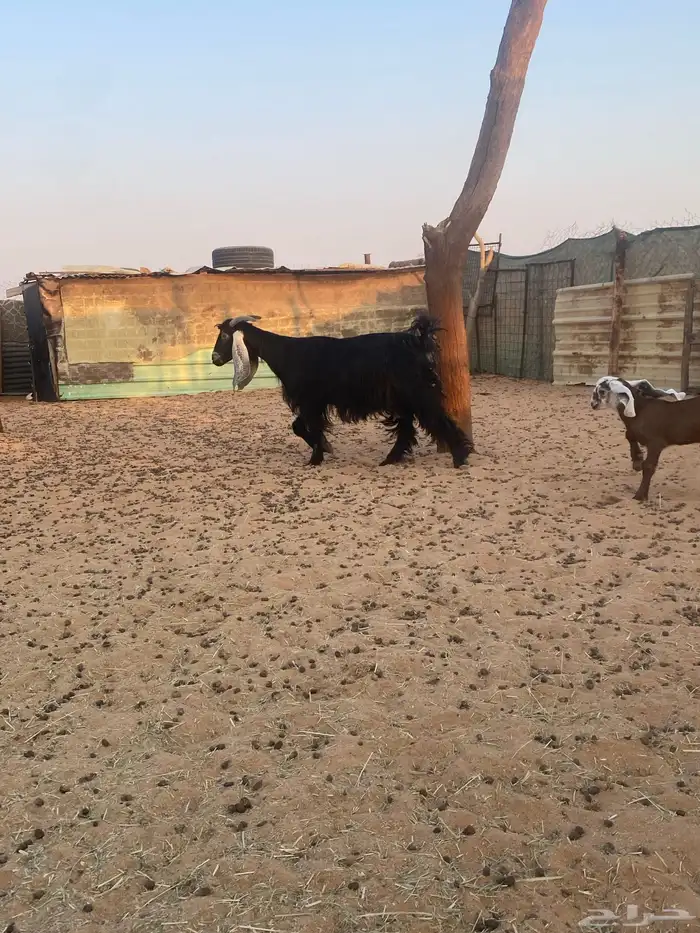 عنز تحتها تيس 3