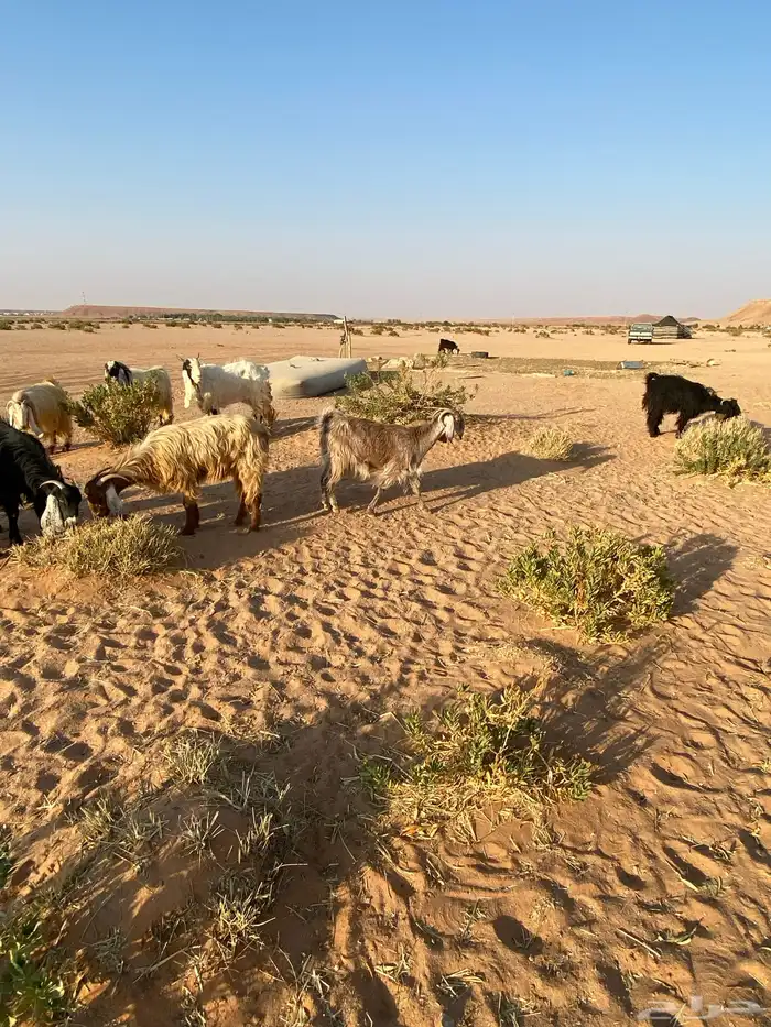 معزا للبيع دفيع 7