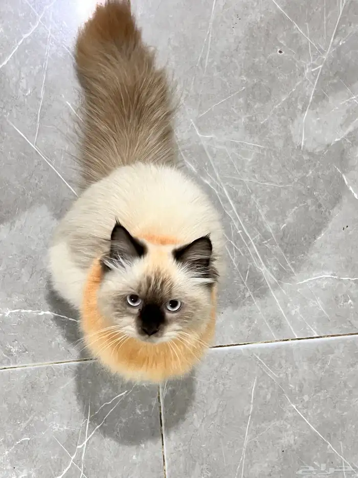 قط للبيع هملايا العمر 5 شهور 2