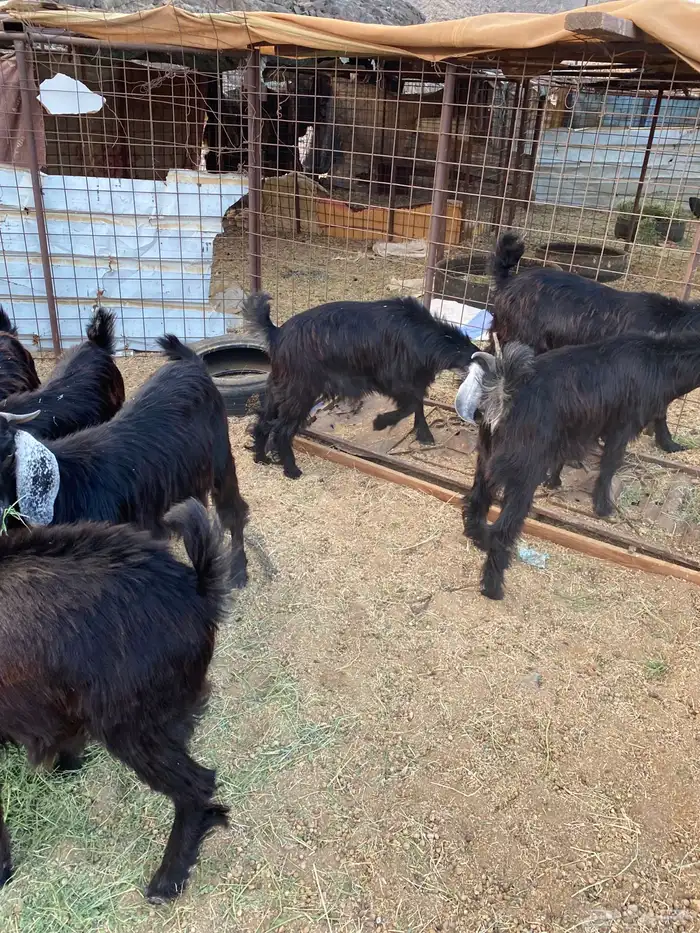 تيوس ثلاجه شمال ينبع 2