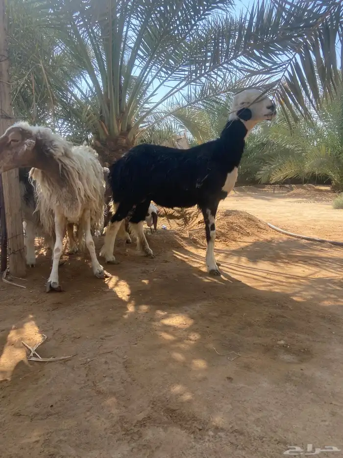 متابيع للبيع 0