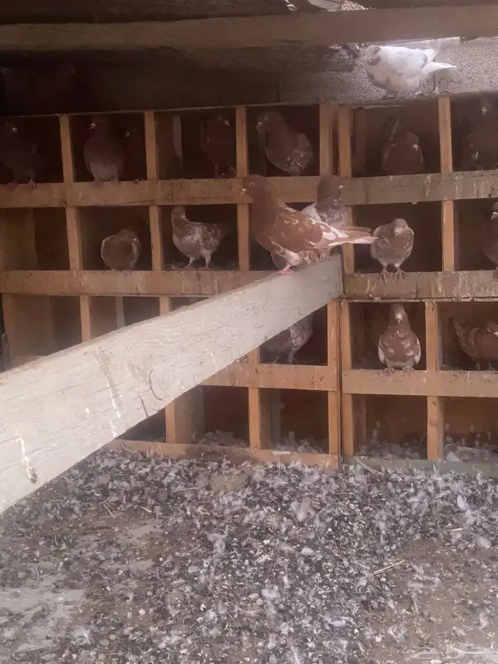 حمام للبيع 1