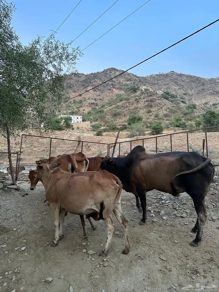 بقر للبيع عدد 5 الموقع رجال المع 0