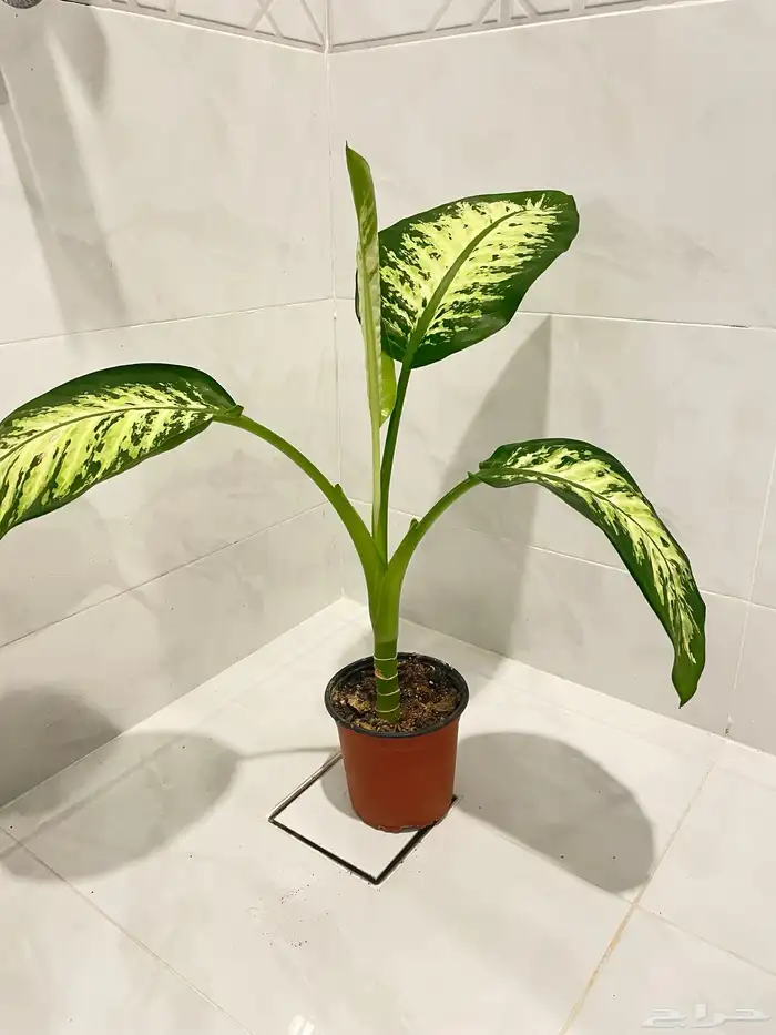 شجره طبيعيه 0