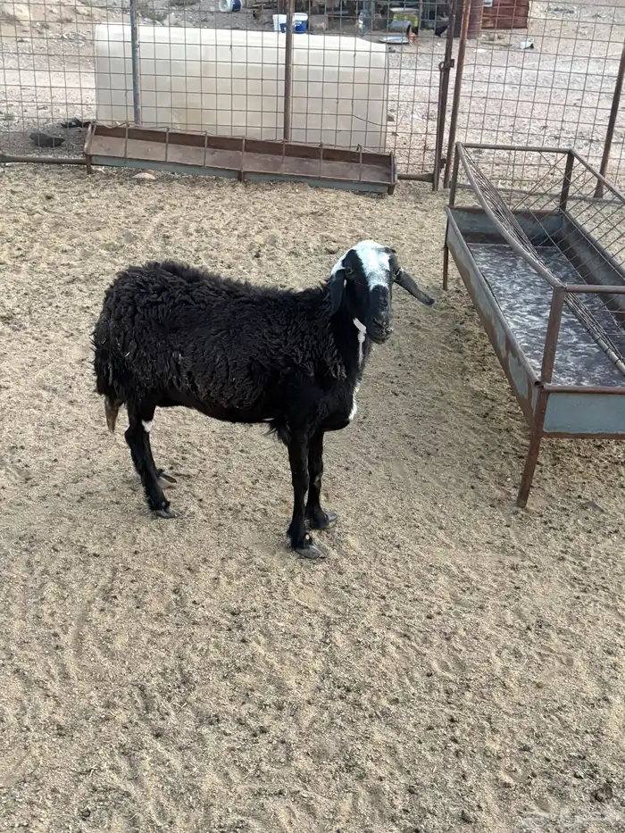 شاه اللبيع 3